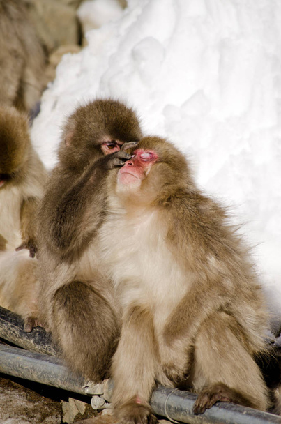 Макака Сніжна мавпа в дикій природі - Фото, зображення