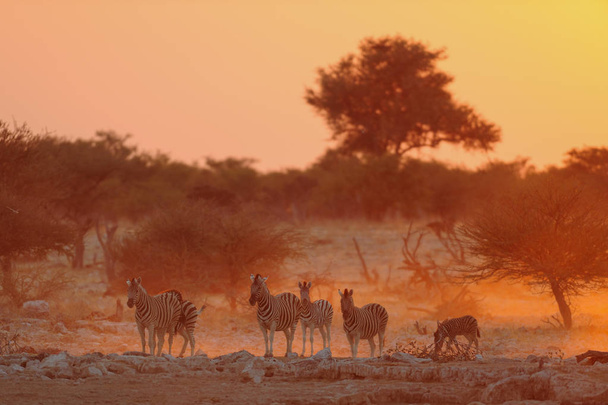 Pettyes zebra csorda naplementekor - Fotó, kép