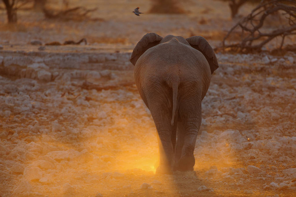 Elefante pelas costas - Foto, Imagem