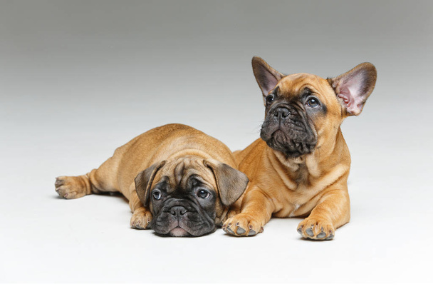  Franse bulldog pups - Foto, afbeelding
