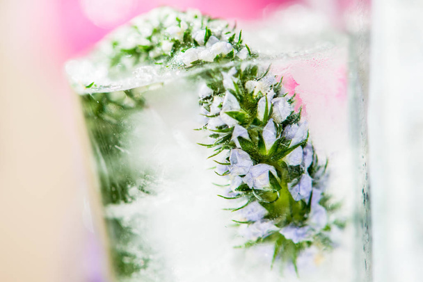 Frozen Flowers in Ice Cubes - Foto, imagen