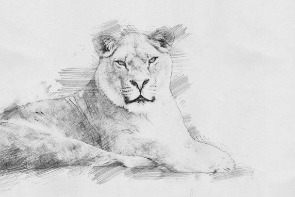 Lion. Sketch with pencil - Photo, Image