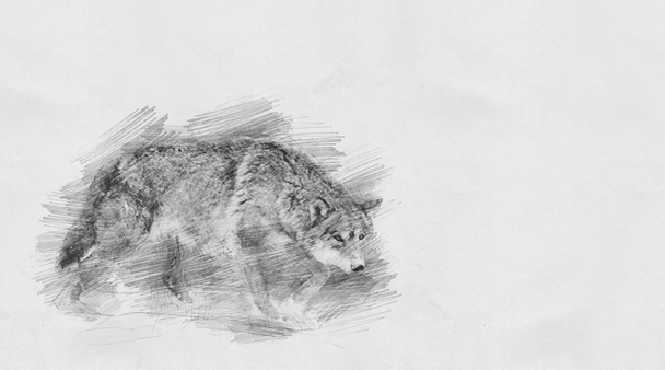 Wolf. Sketch with pencil - Photo, Image