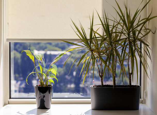 Planta de floración verde en el alféizar de la ventana
 - Foto, Imagen