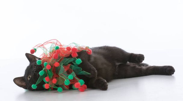 black christmas kitten - Photo, Image
