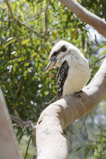 Kookaburra na drzewie - Zdjęcie, obraz