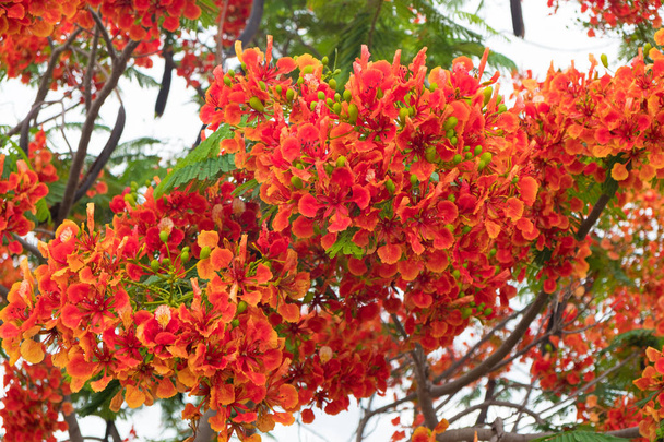 Caesalpinia pulcherrima Flame Tree flower. - Фото, изображение