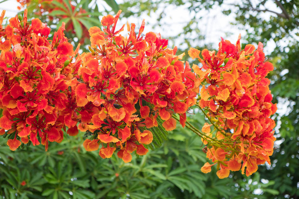 Caesalpinia pulcherrima Flame Tree flower. - Zdjęcie, obraz