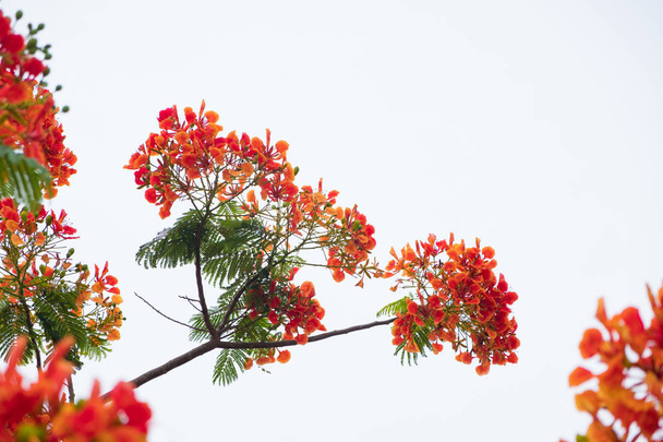 Caesalpinia pulcherrima Flame Tree flower. - Photo, Image