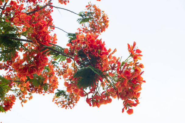 Caesalpinia pulcherrima Flame Tree flower. - 写真・画像