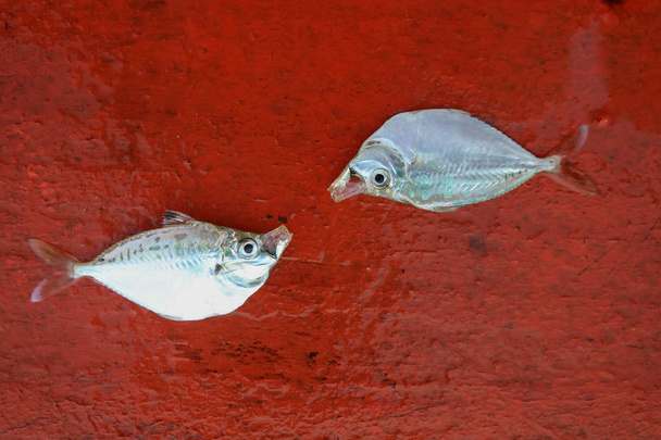 Kuollut kala purjeveneessä
   - Valokuva, kuva