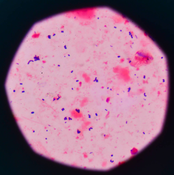 μπλε βακτήρια κύτταρα - Φωτογραφία, εικόνα