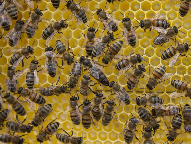 Leben und Fortpflanzung der Bienen. Bienenkönigin und Bienen. - Foto, Bild