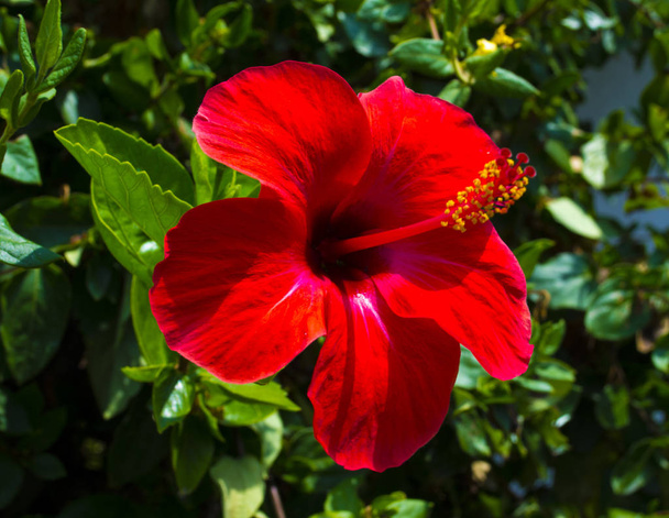  Красный цветок гибискуса на зеленом фоне. В тропическом саду. - Фото, изображение