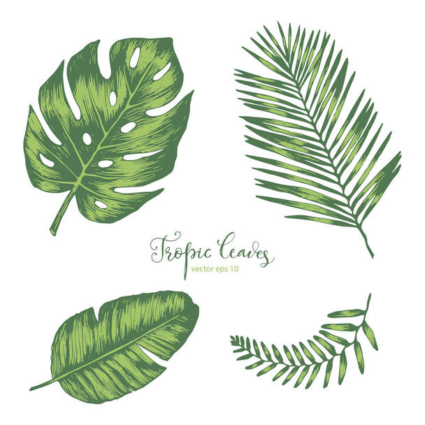 Set of Tropical Leaves - Вектор, зображення