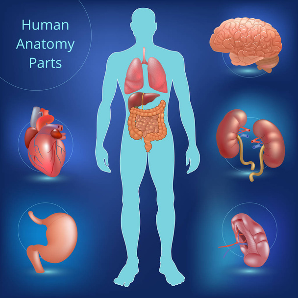 Set di parti anatomiche umane
 - Vettoriali, immagini