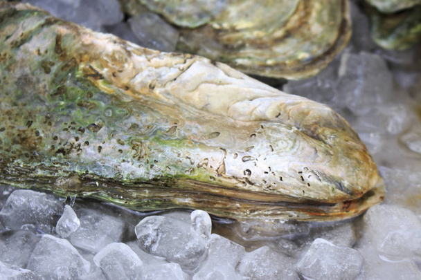 Fresh oysters cover by ice - Фото, зображення