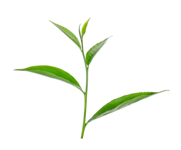 green tea leaf ilsolated on white background - Foto, afbeelding