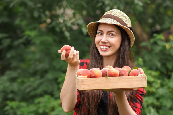 woman gardener holding peaches - 写真・画像