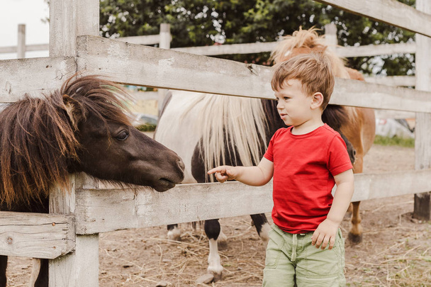 Хлопчик Тоддлер вказує пальцем на поні коня
 - Фото, зображення