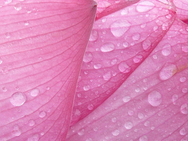 Lotus is heilig en elegant - Foto, afbeelding