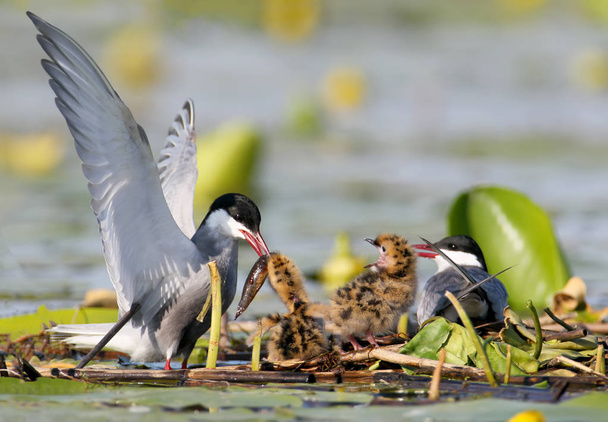 Un par de charranes batidos alimentándose con pececitos dos lindos polluelos en el nido
. - Foto, Imagen