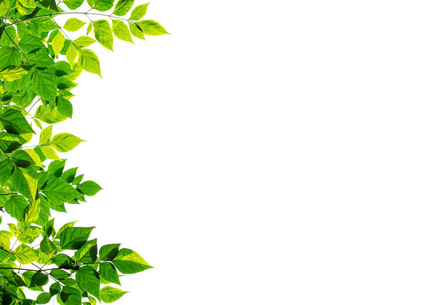 Grüne Blätter Rahmen isoliert auf weißem Hintergrund. - Foto, Bild