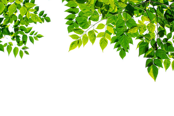 Πράσινο πλαίσιο φύλλα απομονώνονται σε λευκό φόντο. - Φωτογραφία, εικόνα