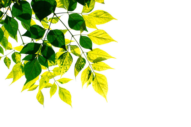 Grüne Blätter Rahmen isoliert auf weißem Hintergrund. - Foto, Bild