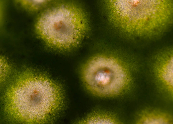 Cellules cutanées bergamotes photographiées au microscope
. - Photo, image