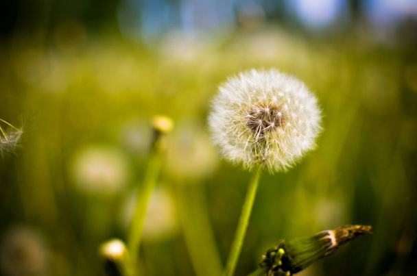 Dandelion seed outdoors in white and green colors - Foto, Bild