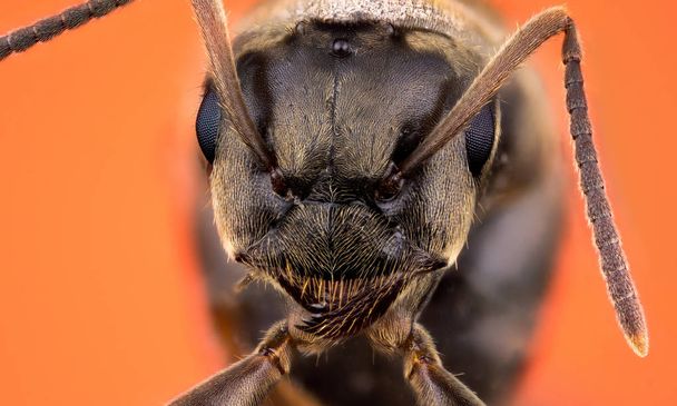 Head of ant - Photo, Image