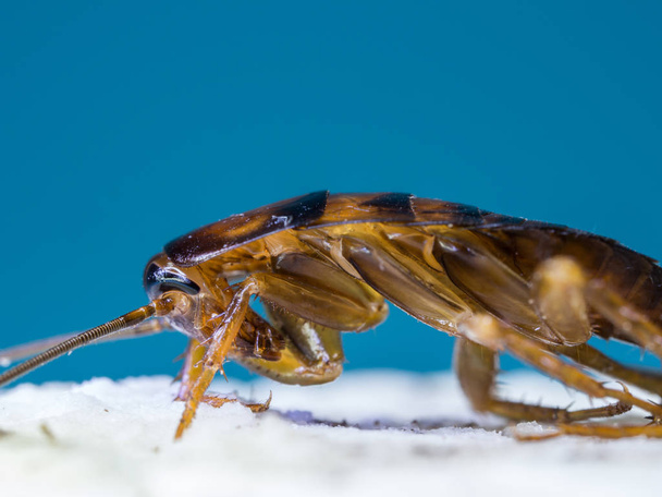 Chiudi Gli scarafaggi stanno mangiando la marmellata gialla sul pane, le parole di sfondo blu. Gli scarafaggi sono portatori della malattia
. - Foto, immagini