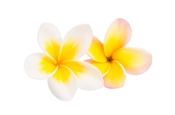 izole frangipani çiçek - Fotoğraf, Görsel