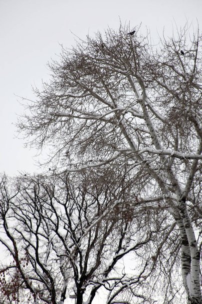 Sníh na zimní den  - Fotografie, Obrázek
