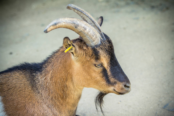 Brązowy karzeł koza  - Zdjęcie, obraz