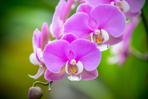 Orchidea Phalaenopsis - Zdjęcie, obraz