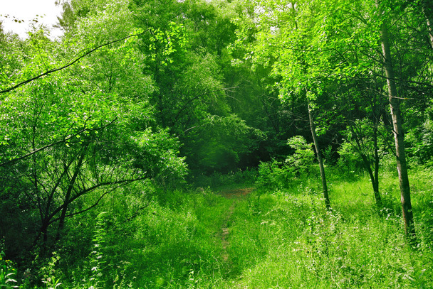 Floresta de primavera na tarde ensolarada
 - Foto, Imagem
