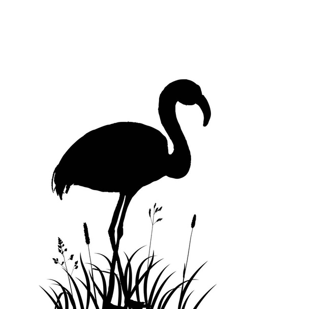 flamingo in grass silhouette - ベクター画像