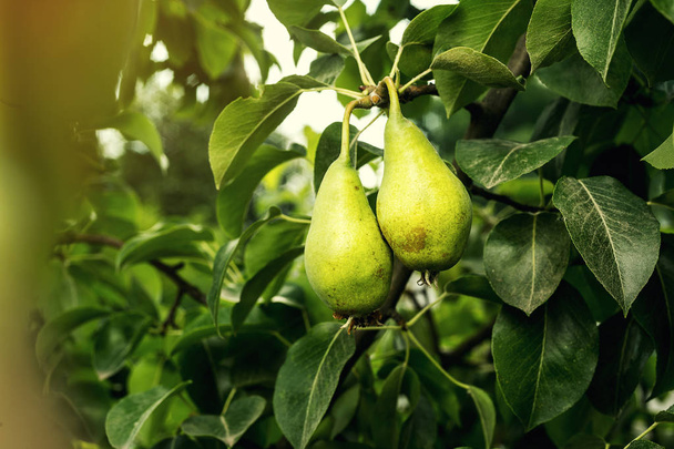 päärynät oksalla, kypsymätön vihreä päärynä, päärynä puu, Maukas nuori päärynä roikkuu puussa, kesähedelmät puutarha.Päärynät, terveelliset orgaaniset päärynät. Mehukas maukas päärynät luonnon tausta
.  - Valokuva, kuva