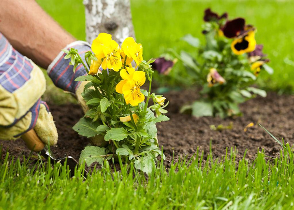 gardener planting flowers in soil - Фото, изображение