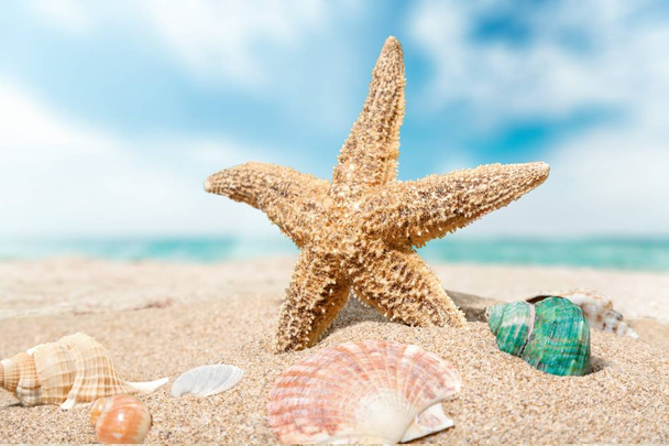 Estrella del mar en la playa de arena
 - Foto, imagen
