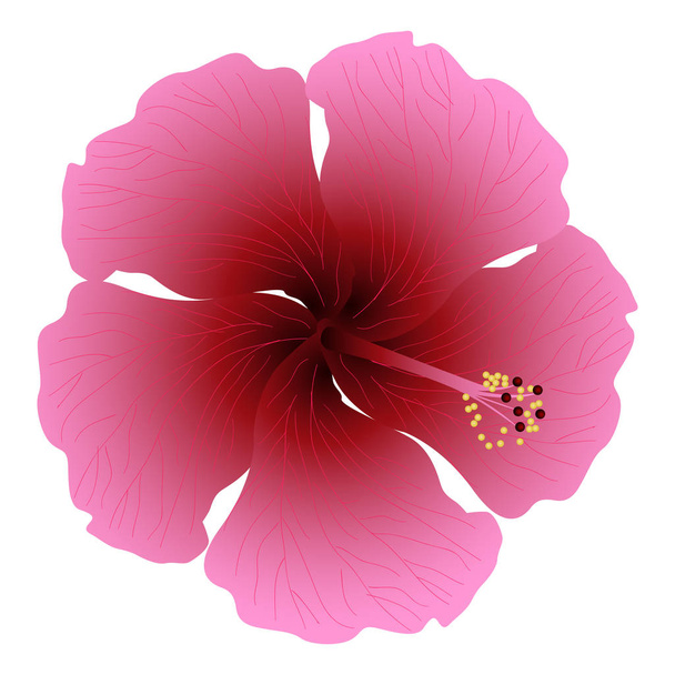 isolierte farbige Blume - Vektor, Bild