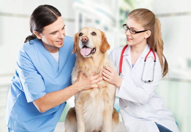 Dog with veterinarians in clinic - Foto, Imagen