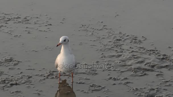 Ptak stojący na mudflats - Materiał filmowy, wideo
