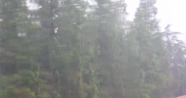 4 k okno deszczu, kołyszące się na wietrze drzewa. - Materiał filmowy, wideo