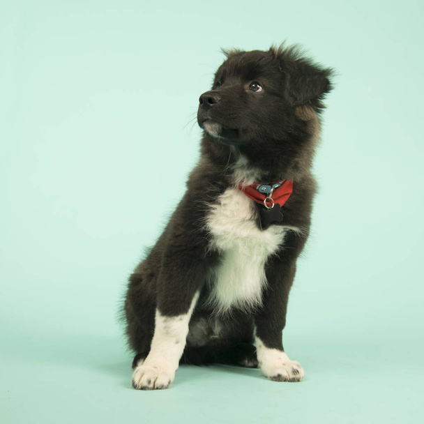 Cross breed Border Collie puppy on green - Photo, Image