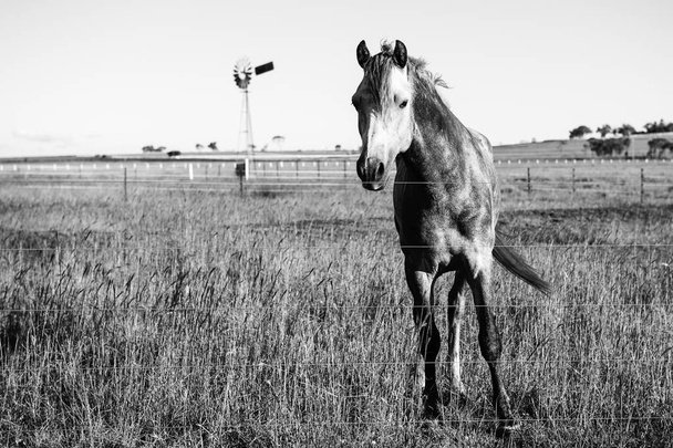 Horse in the paddock - Foto, Imagen