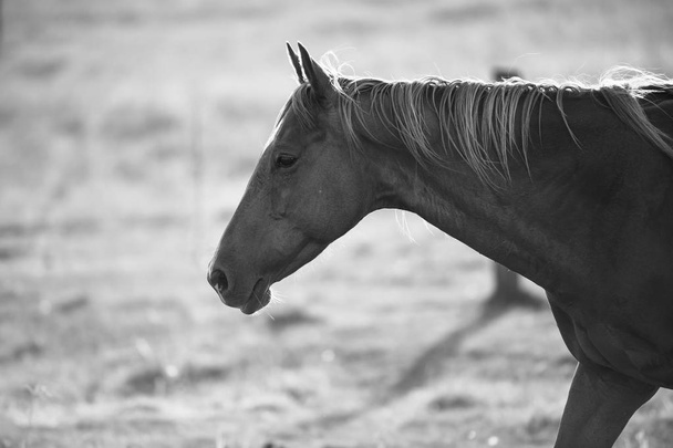 Horse in the paddock - Foto, Imagen