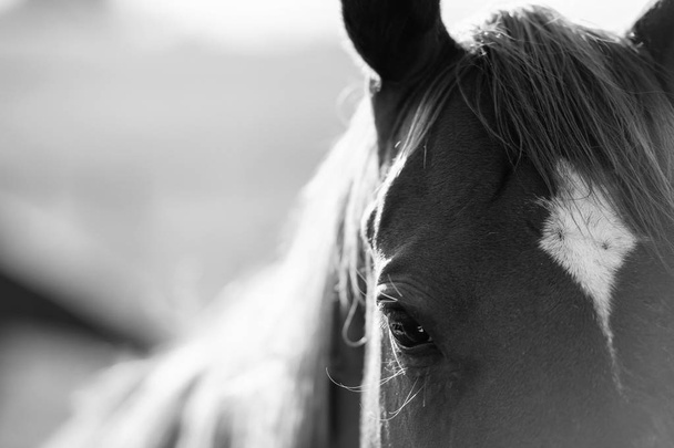 cheval dans le paddock - Photo, image